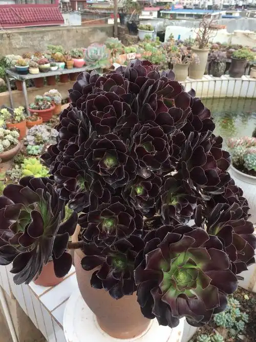 一折多肉法师系列