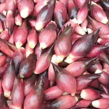 源外园 洋荷新鲜现摘阳荷姜贵州野良姜阳和洋藿野生时令蔬菜露天农家