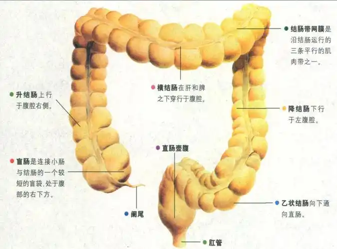 大肠的结构大肠的结构大肠由盲肠,结肠和直肠三部分组成.