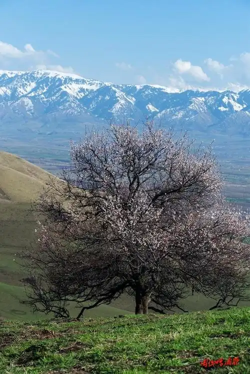 伊宁旅游景点有哪些,伊宁十大最美景点是什么(新疆最美野生杏花沟旅行