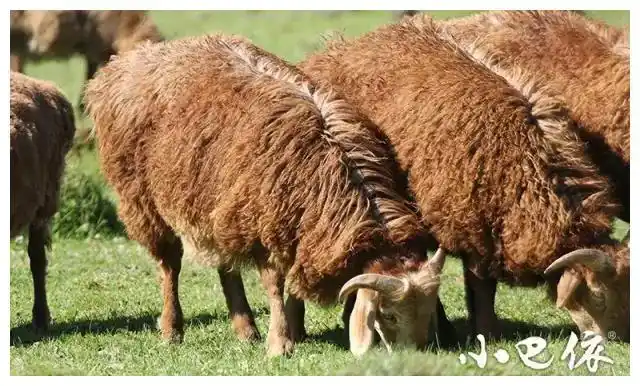 尾大如盆的羊你吃过吗这才是真正小时候的羊