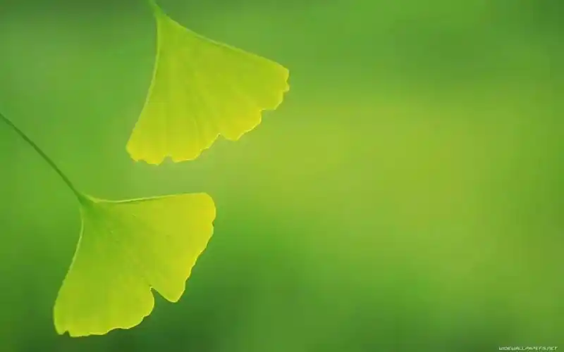 高清微信护眼图选1张当聊天背景图吧