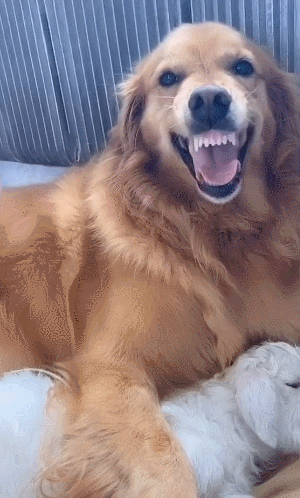 铲屎官想要"吃"小羊~金毛不同意了,狗狗:这羊我罩着_动物