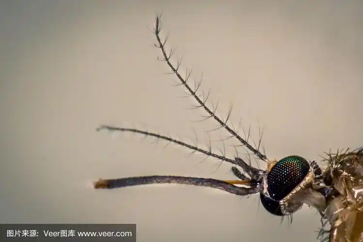 蚊子横向双天线