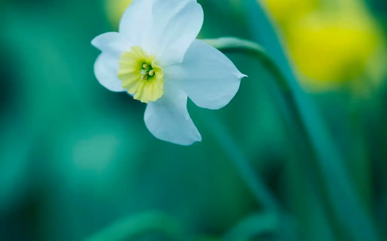 清新护眼花卉高清宽屏电脑桌面主题壁纸