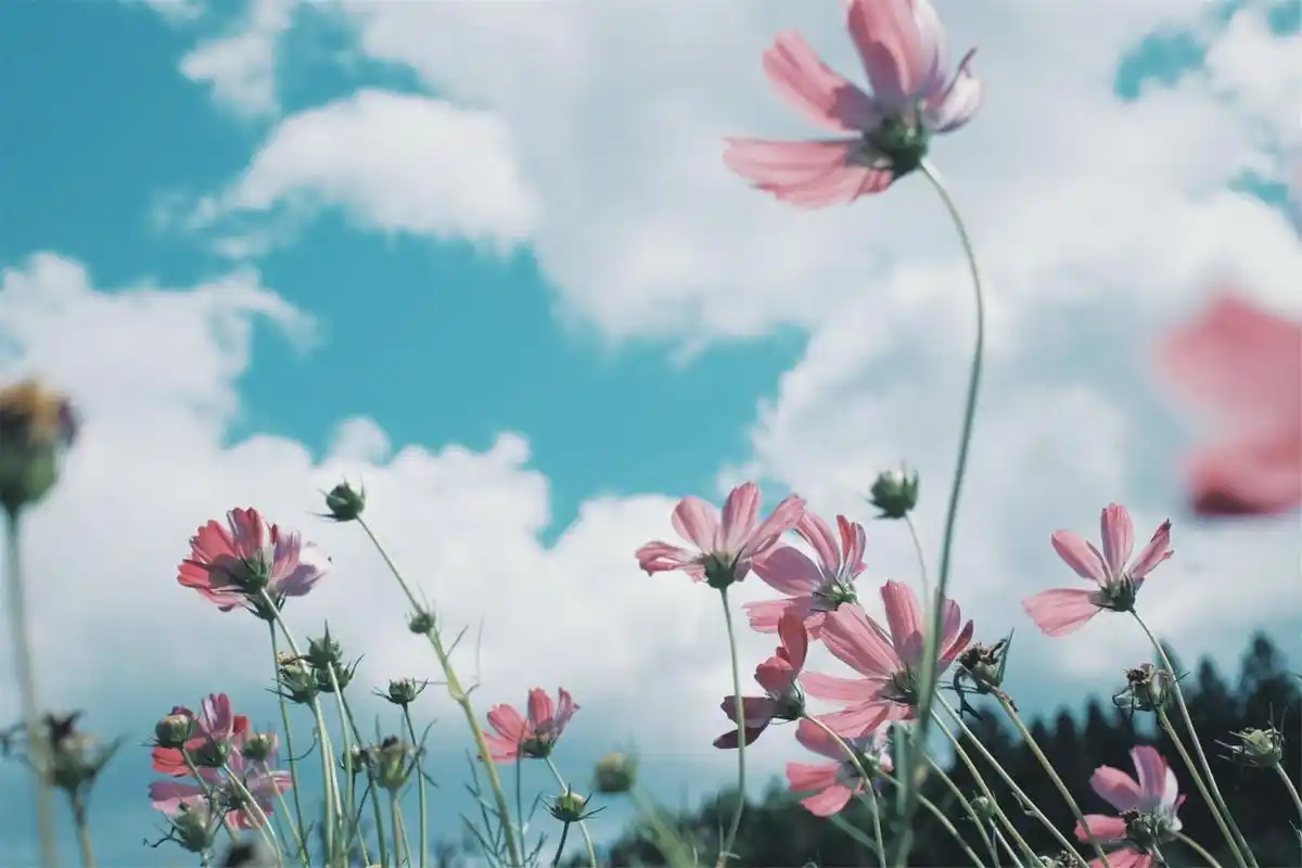 清新好看花朵风景图片壁纸
