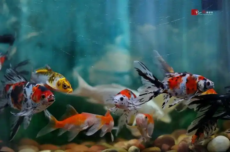 鱼缸里的小鱼-抓拍练习