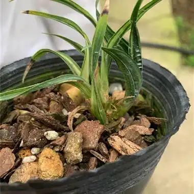 蕙兰矮种奇异水晶 - 中国兰花交易网