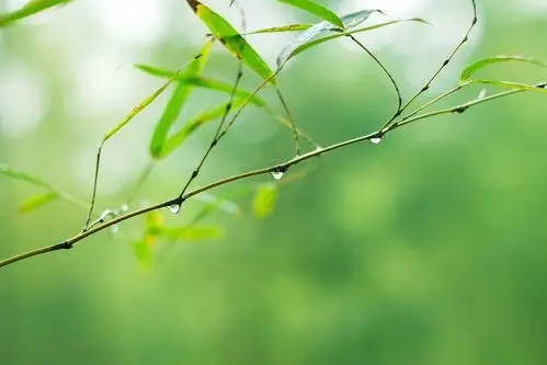 春来节节高_生态_poco摄影,竹子,生态,自然,春天,春意盎然