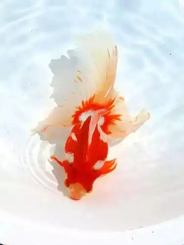 金鱼大观,太全了!养眼又养心,太漂亮了!