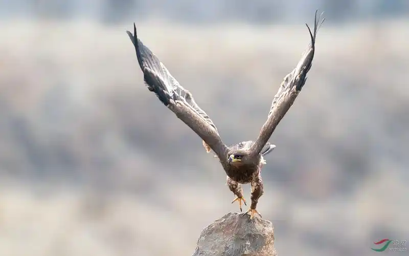 雄鹰展翅——草原雕