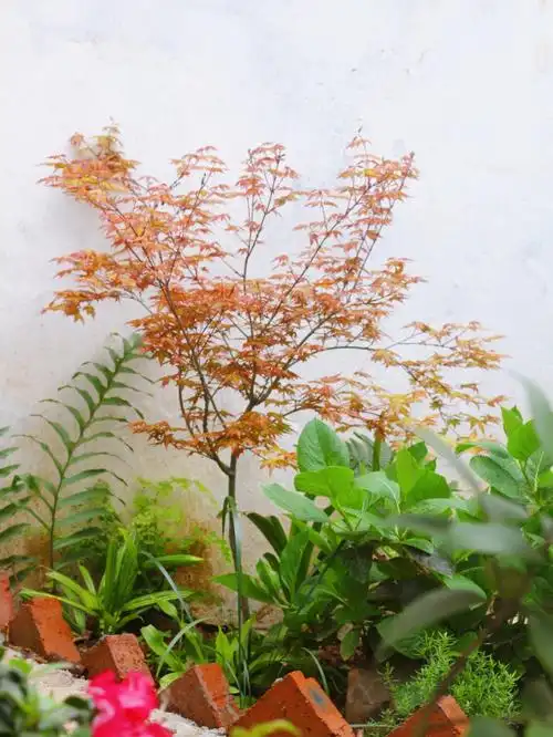 枫树品种介绍(三)——茜