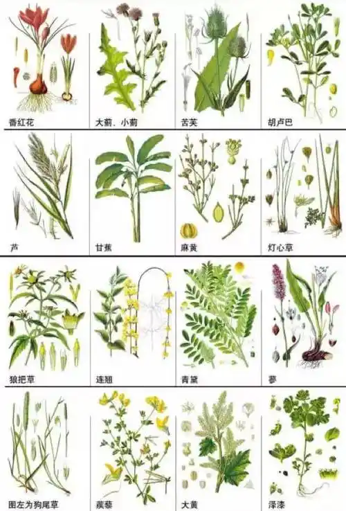 148种中草药,你能认出几个?速速收藏学习!