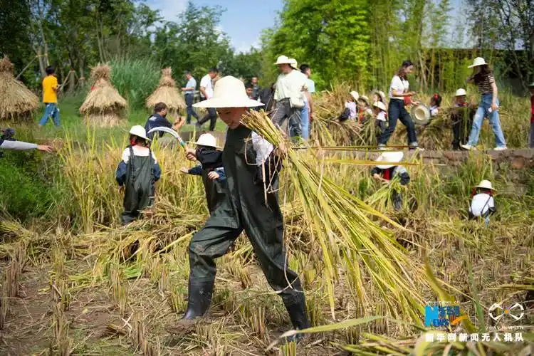 小学生们换上农装,进入稻田内挥舞镰刀收割金黄的谷穗,体验农事活动