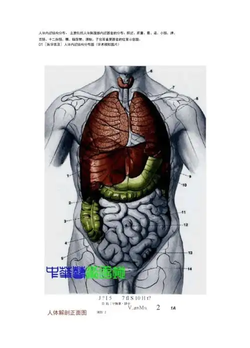 最新版人体内脏结构人体全息示意图.docx 46页