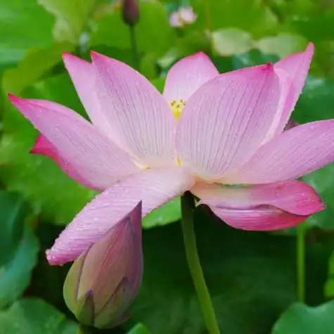 适合妈妈的头像图片