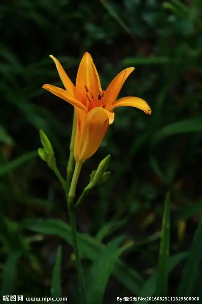 我的抖音生活日记 萱草#别名忘忧草 - 抖音