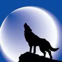 炫酷狼头像图片大全集_微信头像图片大全