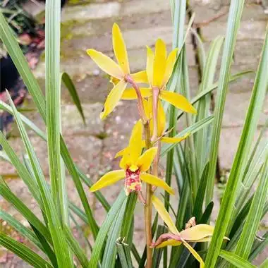 蕙兰朱金黄色花9苗带花特价包邮