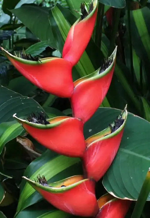 昌江福源小区钟植的各种热带植物. 老顽童拍摄 - 美篇