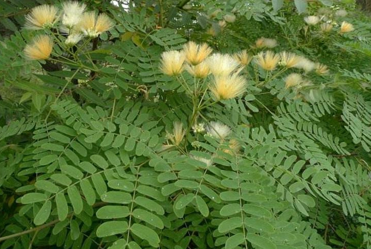 二回羽状复叶的植物