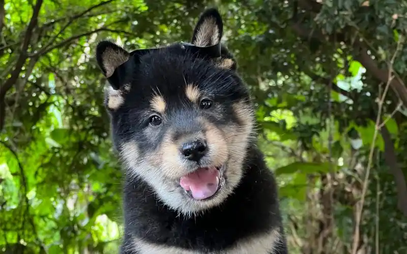 四眼铁包金,蠢萌蠢萌的好可爱,肥肥的脸蛋真想捏一把