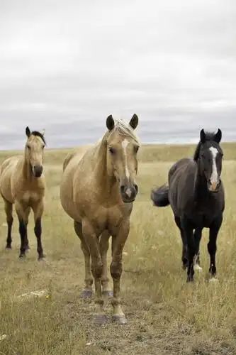 栏杆,站,竖图,室外,白天,正面,旅游,度假,草地,草原,美景,植物,马