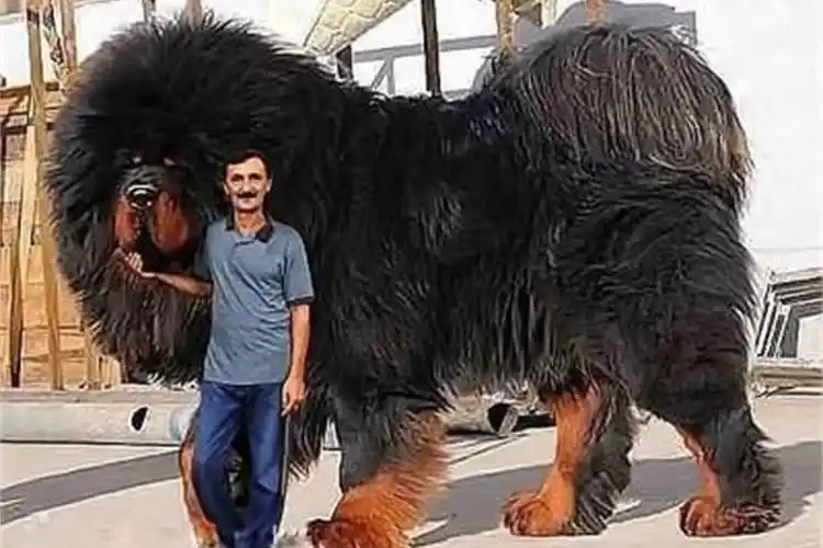 全世界最大的藏獒王被誉为东方神犬老虎在它面前就像小喵咪