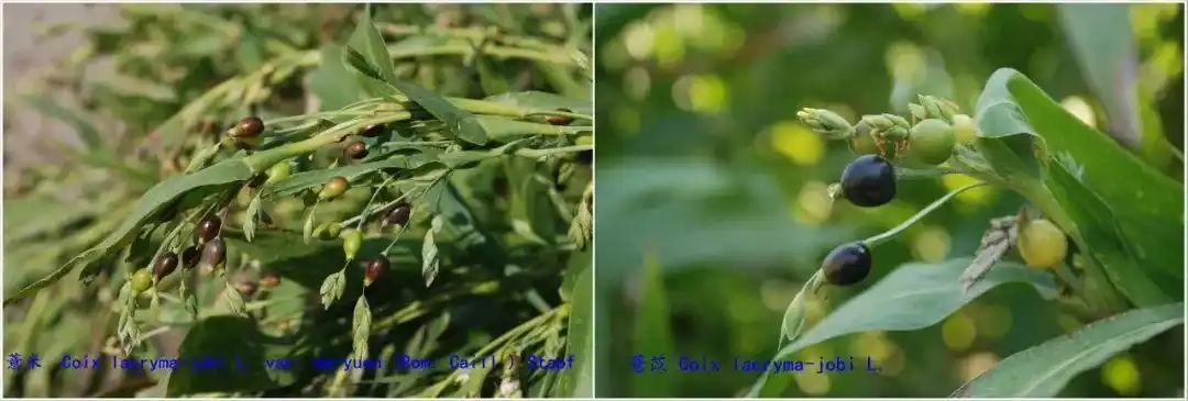 薏米(左)和薏苡(右)颖果对比