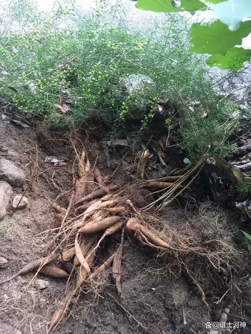 天门冬又名高丽参,天冬,是百合科天门冬属的多年生草本植物.