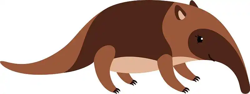 可爱的卡通食蚁兽孤立在白色的背景图片