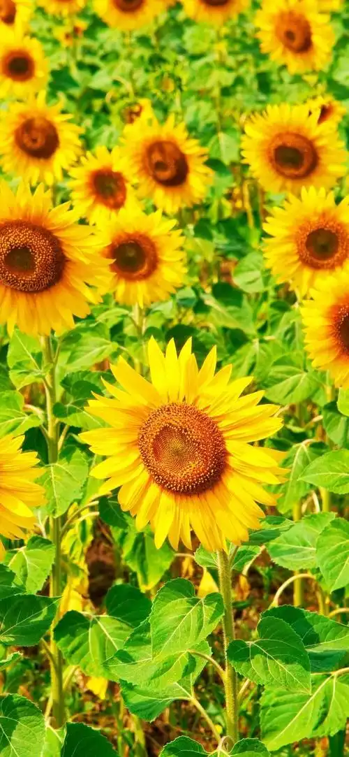 有没有都是向日葵的壁纸呢,让人看了心情超好的? - 知乎