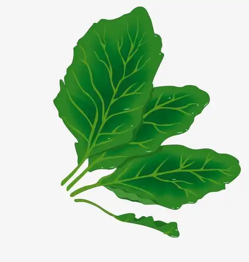 矢量萝卜叶子