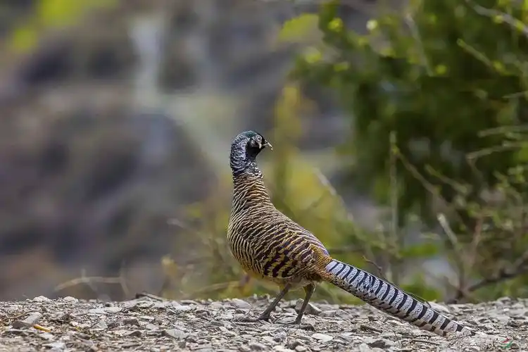 白腹锦鸡雄鸟(亚成)