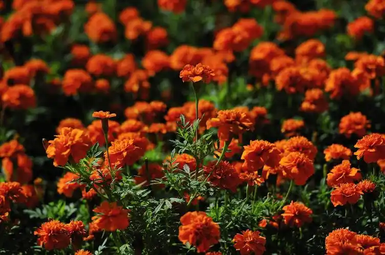 深圳园博园花卉风景图片