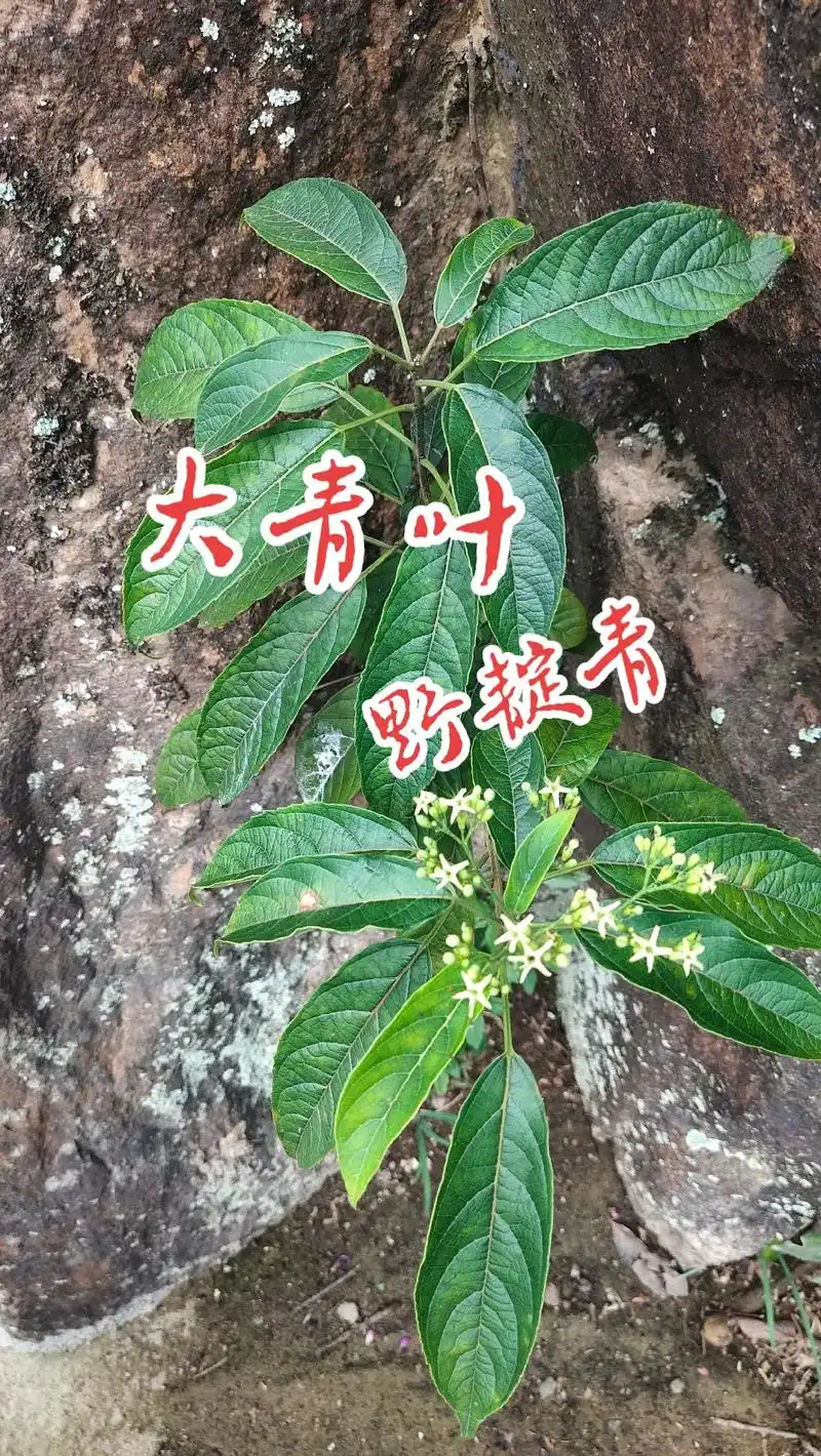 乌溪江《常用草药》之57 97大青叶96 97别名96大青( - 抖音
