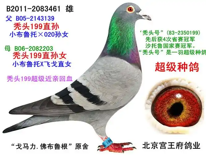 2-电脑戈马力 "秃头199"超级近亲 保证金级 拍卖