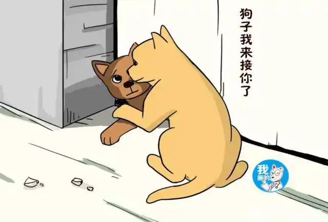 大灰狗经常溜出去玩,主人封住洞口,回家看到大门口时瞪大了眼睛