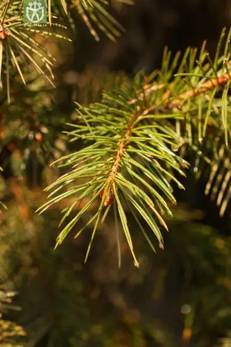 picea smithiana长叶云杉【hg】2013-03-09xx-yn (17).