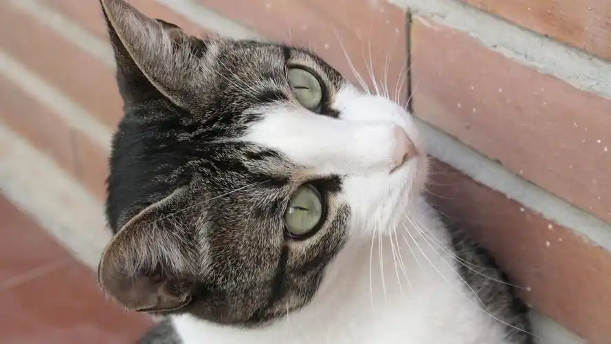 萌宠小猫咪高清桌面壁纸