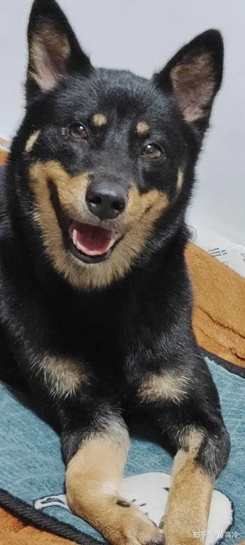 写回答 登录/注册 狗 犬种 中华田园犬(土狗) 想看铁包金(俗称四眼)毛