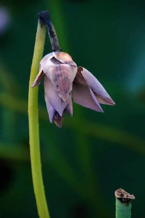 《一叶一菩提》2