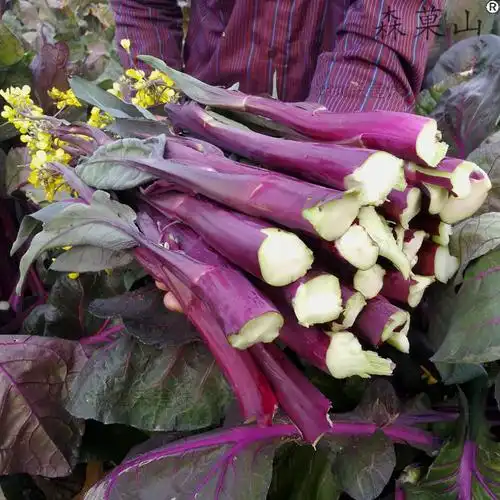 【顺丰 手提礼盒装】正宗洪山菜薹 2斤精品装 湖北武汉特产原产地洪山