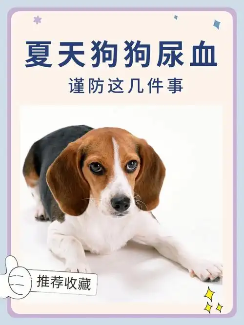 但是狗狗吃了之后容易造成急性肾衰竭,如果伴随呕吐拉稀精神食欲不振