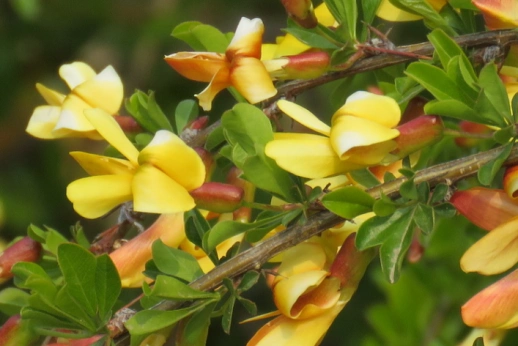 红花锦鸡儿为直立灌木,生于山坡,沟边路旁或灌丛中.