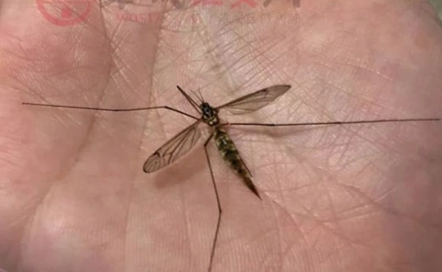 女子伸手打死一只蚊子 低头一看吓一跳