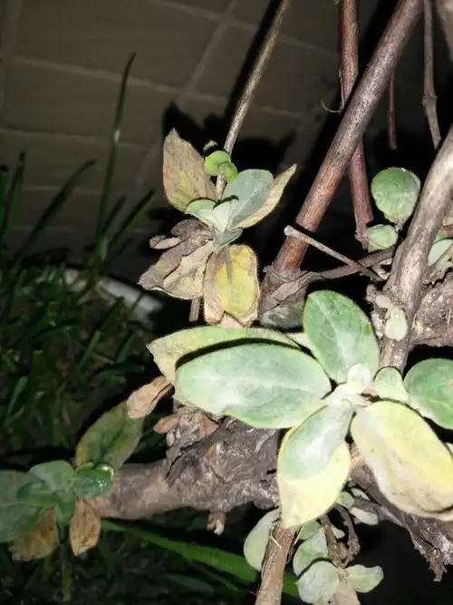 这金银花得了什么病?怎么破?