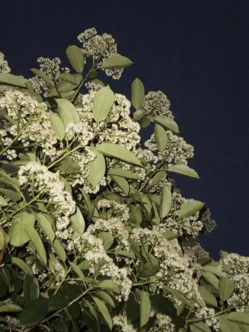 月亮下的石楠花