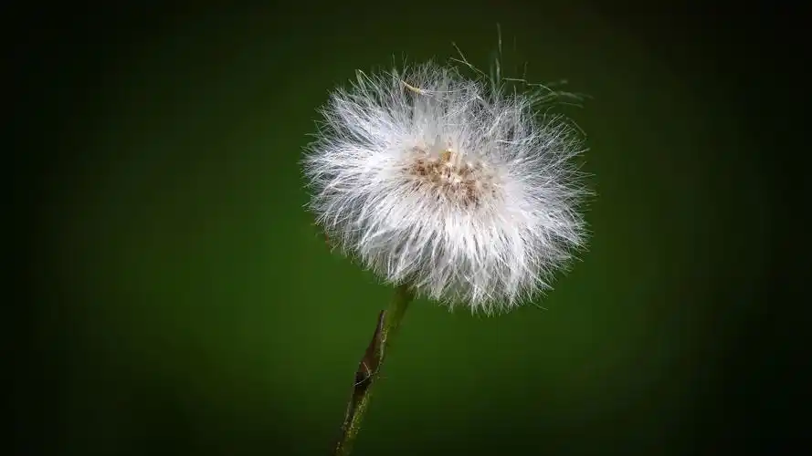 蒲公英,绒毛,绿色背景,桌面壁纸_花卉壁纸_墨鱼部落格