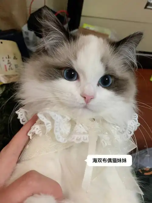 若蓝双布偶猫的是楚楚动人的小公主,那么海双布偶猫则是艳压全场的